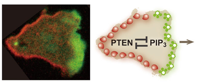 molecules determining cell polarity