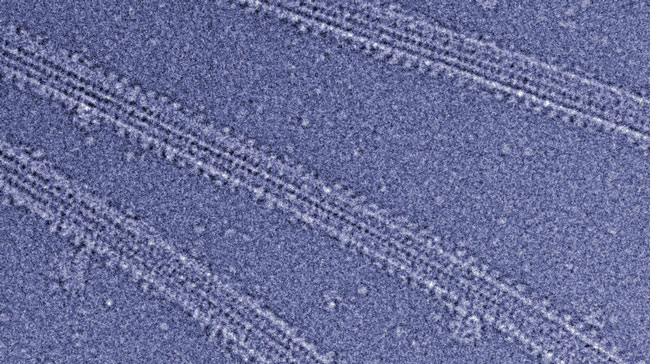 Cryo-electron micrograph of microtubules decorated with kinesin.