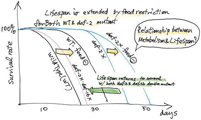 lifespan extension