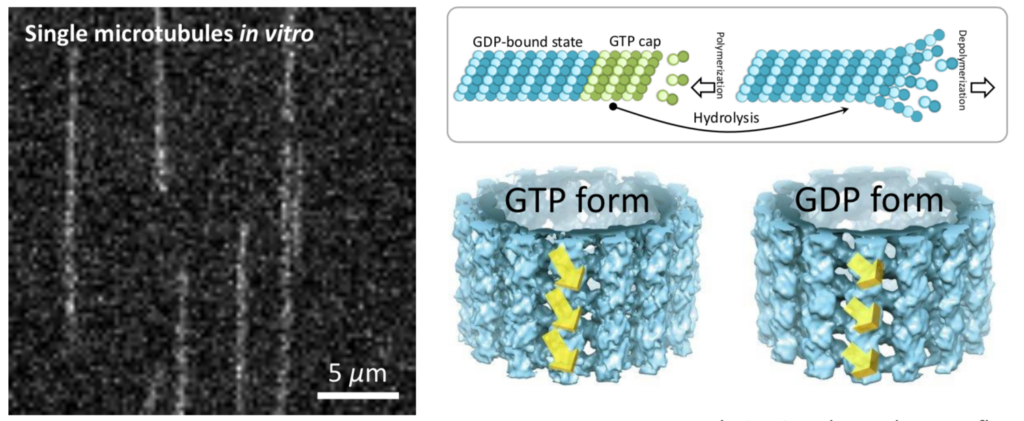 microtubules in vivo