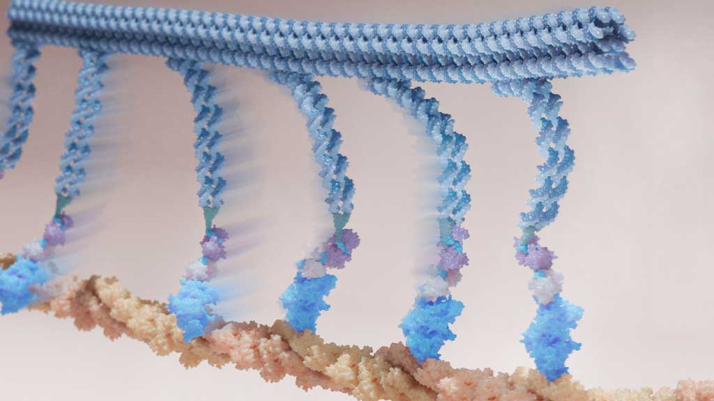 myosin bound DNA Origami