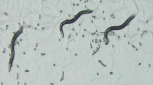 線虫C.elegans