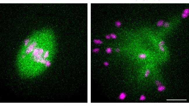 マウス卵母細胞における紡錘体