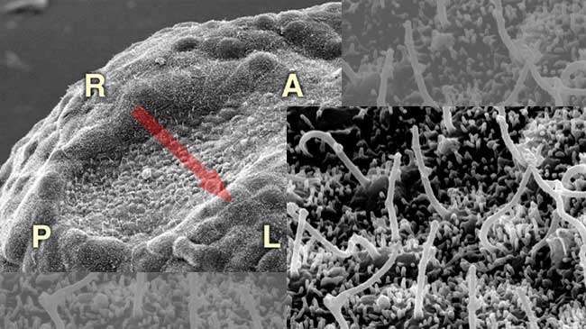 Cilia generating fluid flow at the node of mouse embryo