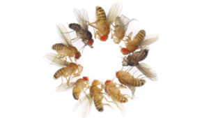 fruit fly mutants