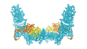 Dock5と結合タンパク質の構造モデル