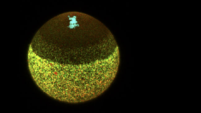 卵子の染色体の蛍光写真