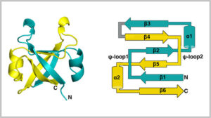 ７種類のアミノ酸でできたタンパク質のモデル