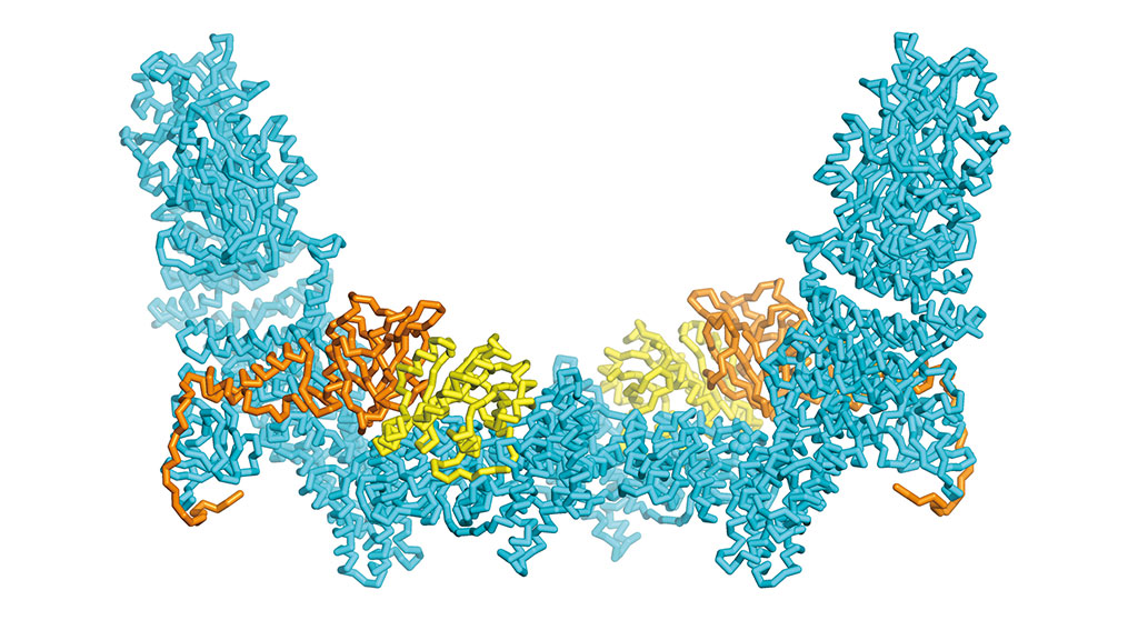 Molecular structure of proteins