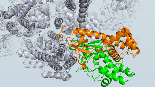 eIF2Bに結合するSFSV NSsタンパク質とリン酸化eIF2