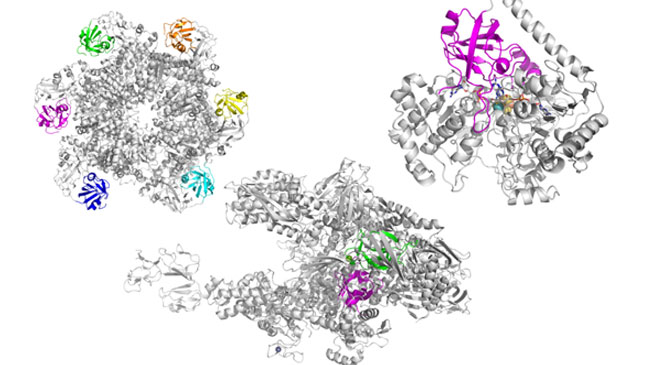基本的機能を持つタンパク質のDPBBドメイン