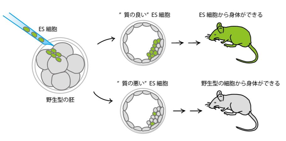 野生型の胚にES細胞を入れたとき、質のいいES細胞であればES細胞から身体ができる