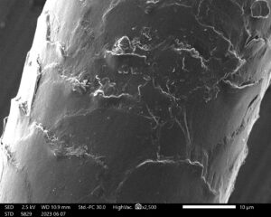 電子顕微鏡で観察した髪の毛。画面いっぱいの帯のようなもの。表面はややささくれだっている。