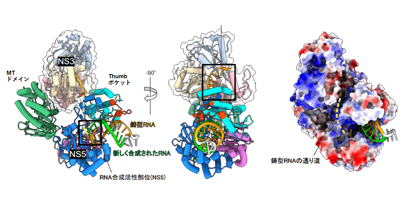 RNA伸長複合体の構造