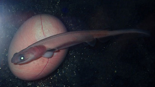 巨大な卵黄を持つ胎生サメ「ラブカ」の胚