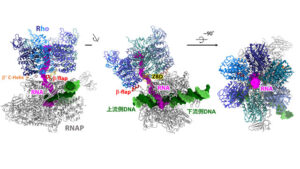 RNAポリメラーゼに転写終結因子が結合した複合体の立体構造