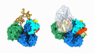 viral proteins of the dengue virus interacting with RNA