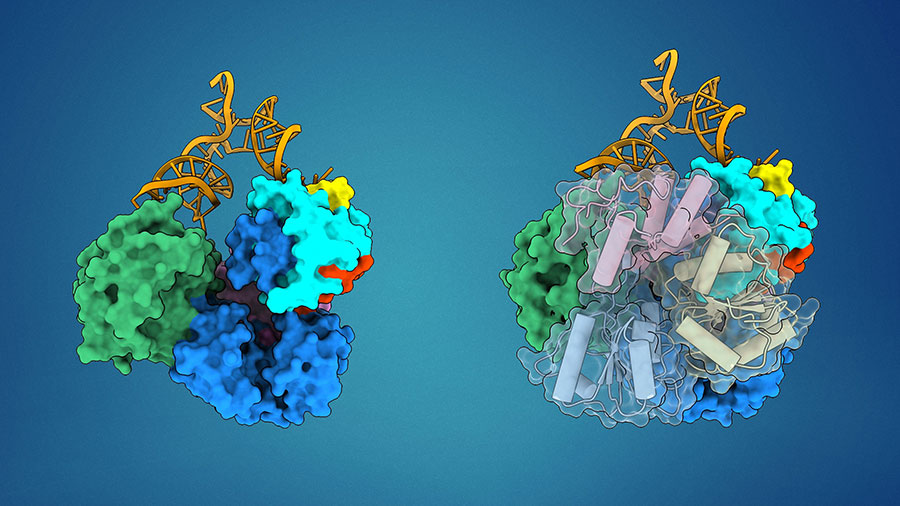 Dengue viral proteins replicating RNA