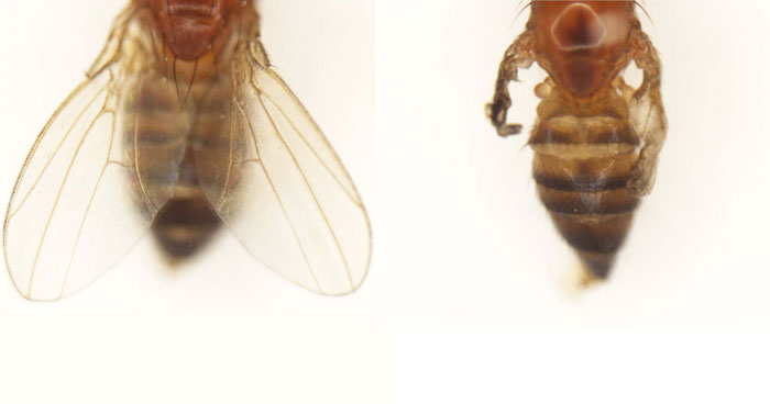Expression of the sayonara gene in the wings of a fruit fly causes the wings to shrivel due to apoptosis.