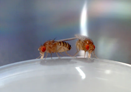 two flies