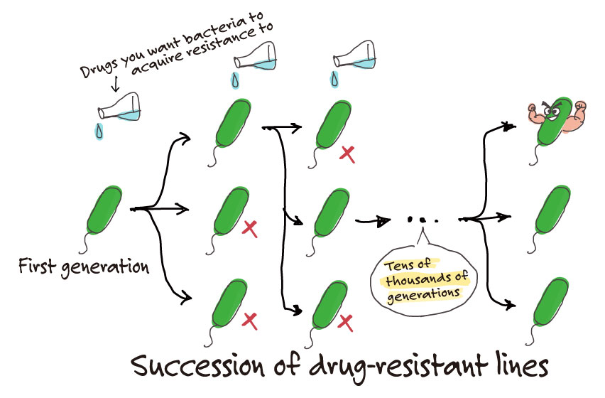 Illustration of an experimental procedure in which bacteria are cultured with the drug to which they want to develop resistance, and tens of thousands of generations are spent selectively planting strong progeny.