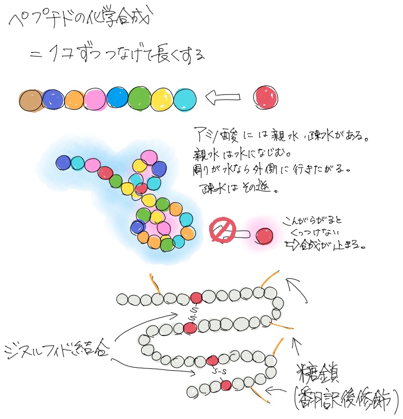 ペプチドの化学合成、1つずつつなげて長くする、ジスルフィド結合を作る