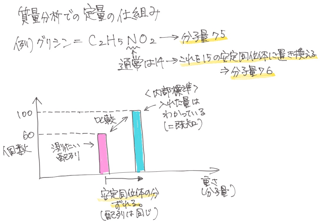 質量分析での定量の仕組み、内部標準として安定同位体を含む分子を入れ、そのピークの高さをもとに定量する