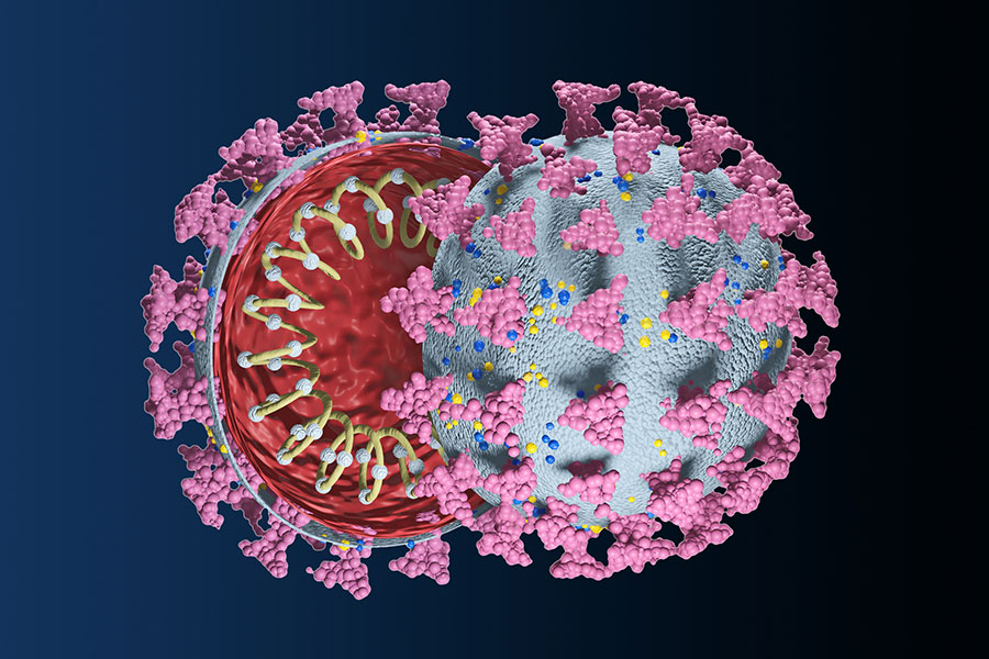 内部にRNAを含むSARS-CoV-2ウイルスの立体模型
