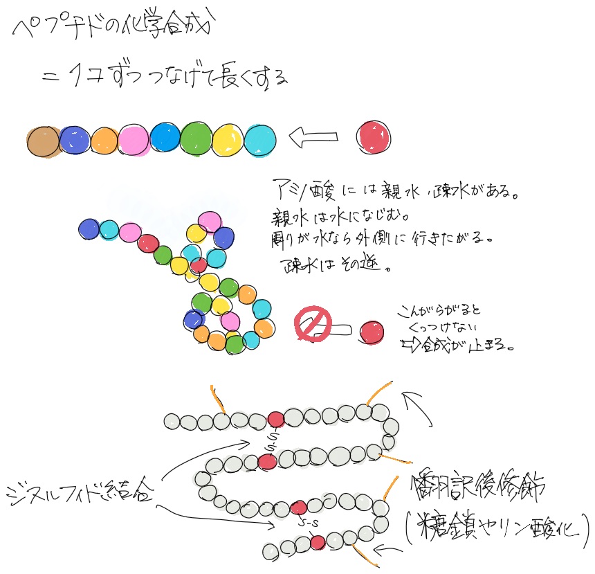 ペプチドの化学合成、1つずつつなげて長くする、ジスルフィド結合を作る