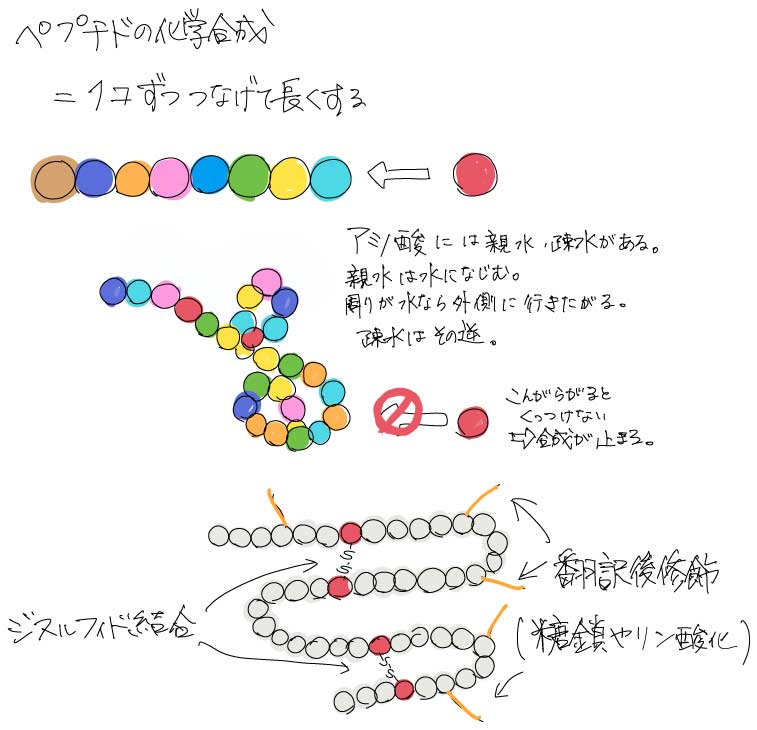 ペプチドの化学合成、1つずつつなげて長くする、ジスルフィド結合を作る