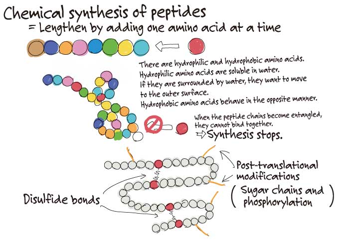 chemical synthesis of peptides